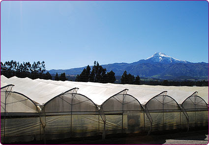 Fincas de flores — Blossom Express